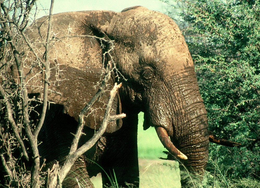 Begegnung in Zimbabwe - Afrikanischer Elefant nach Schlammbad :  dreckverkrustet und tatendurstig