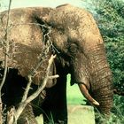 Begegnung in Zimbabwe - Afrikanischer Elefant nach Schlammbad :  dreckverkrustet und tatendurstig