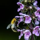 Begegnung Insekt - Blume im Biotop "Alte Fahrt"