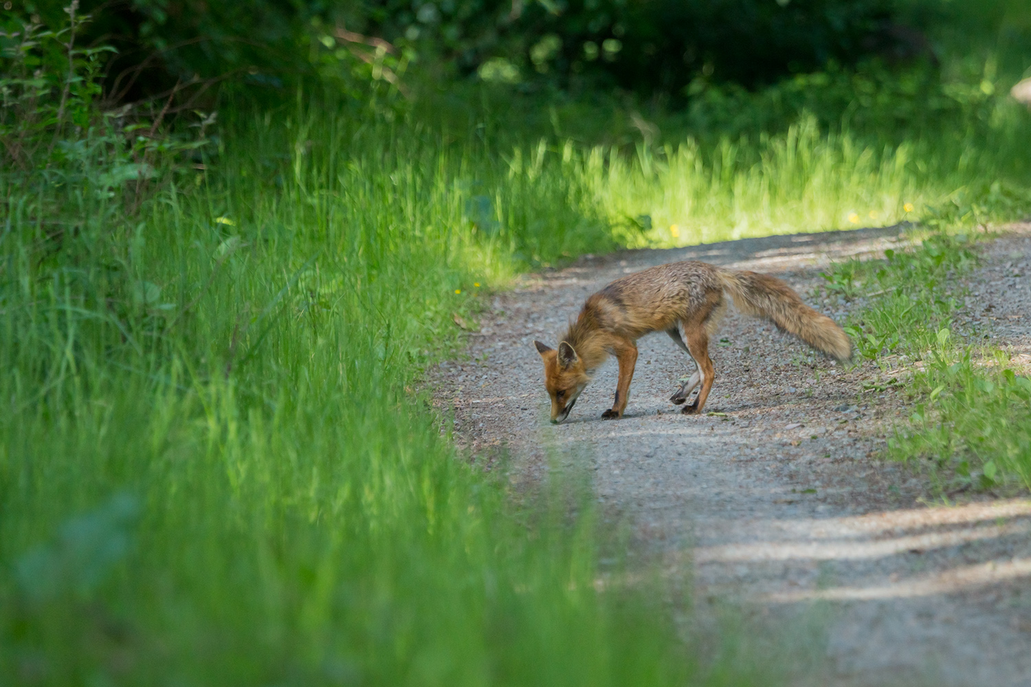 Begegnung mir Reineke Fuchs