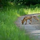 Begegnung mir Reineke Fuchs