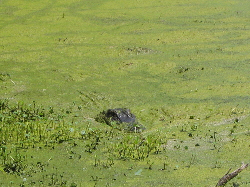 Begegnung mit Alligator