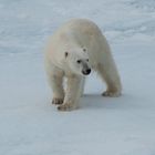 Begegnung mit dem Eisbär