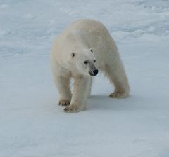 Begegnung mit dem Eisbär