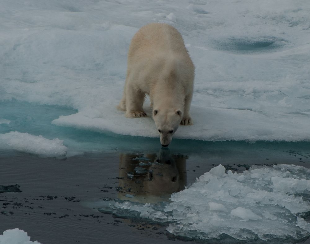 Begegnung mit dem Eisbär II