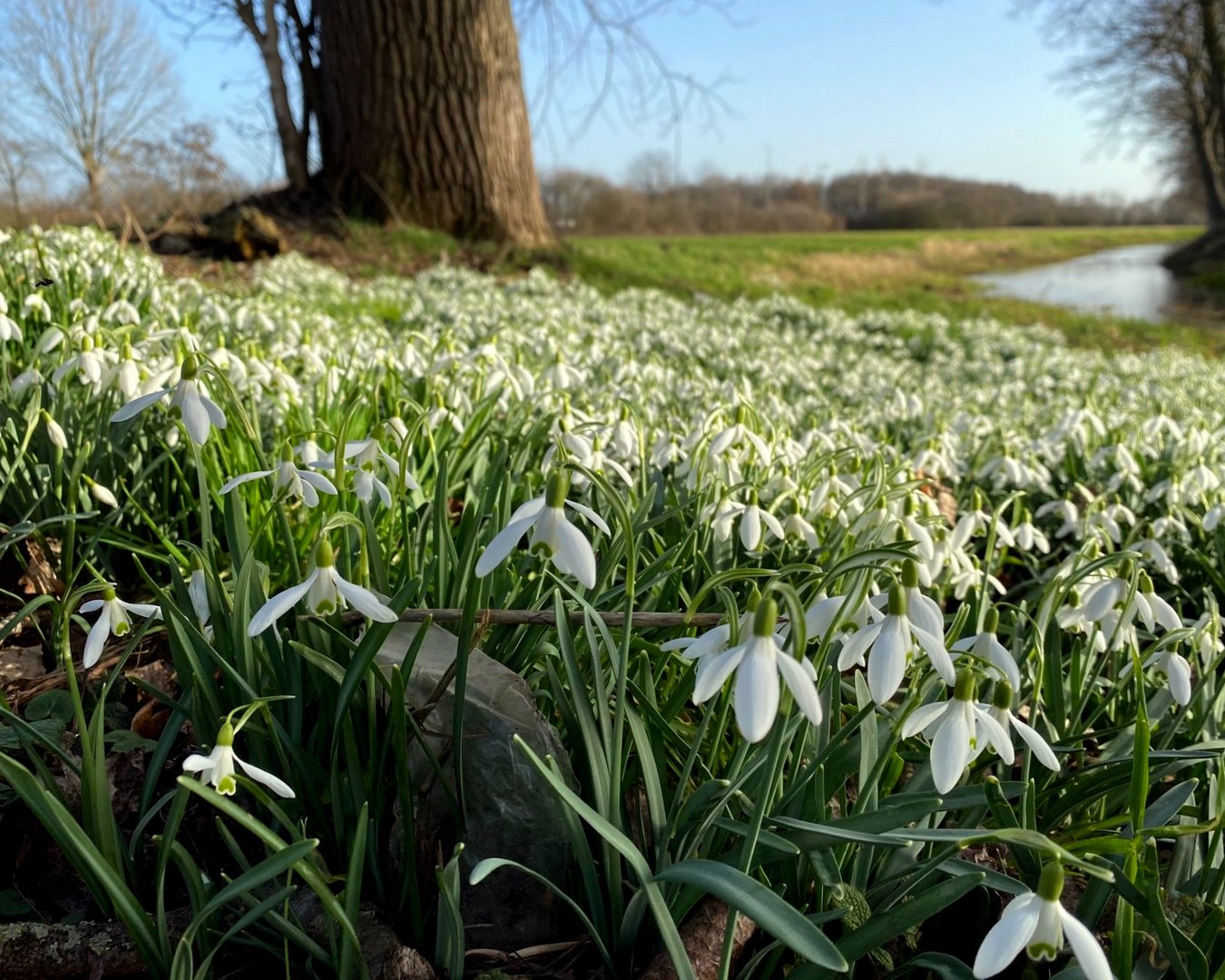 Begegnung mit dem Frühling 