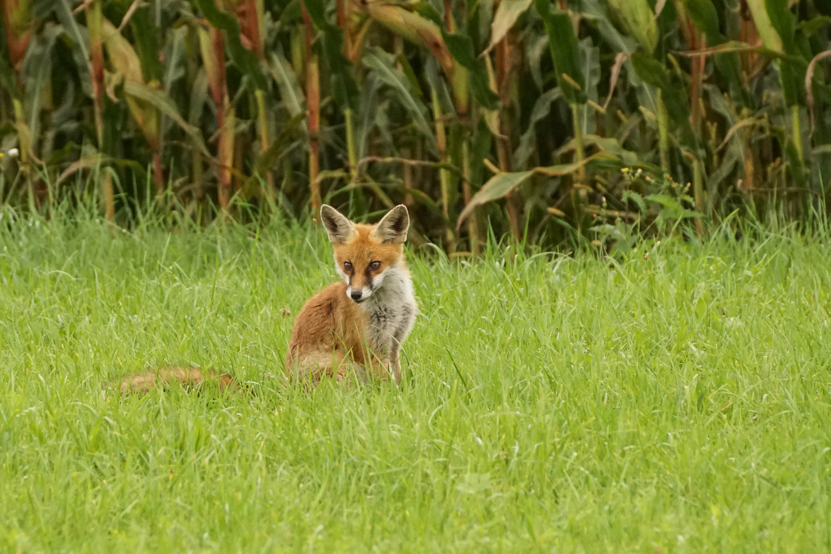 Begegnung mit dem Fuchs