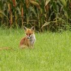 Begegnung mit dem Fuchs