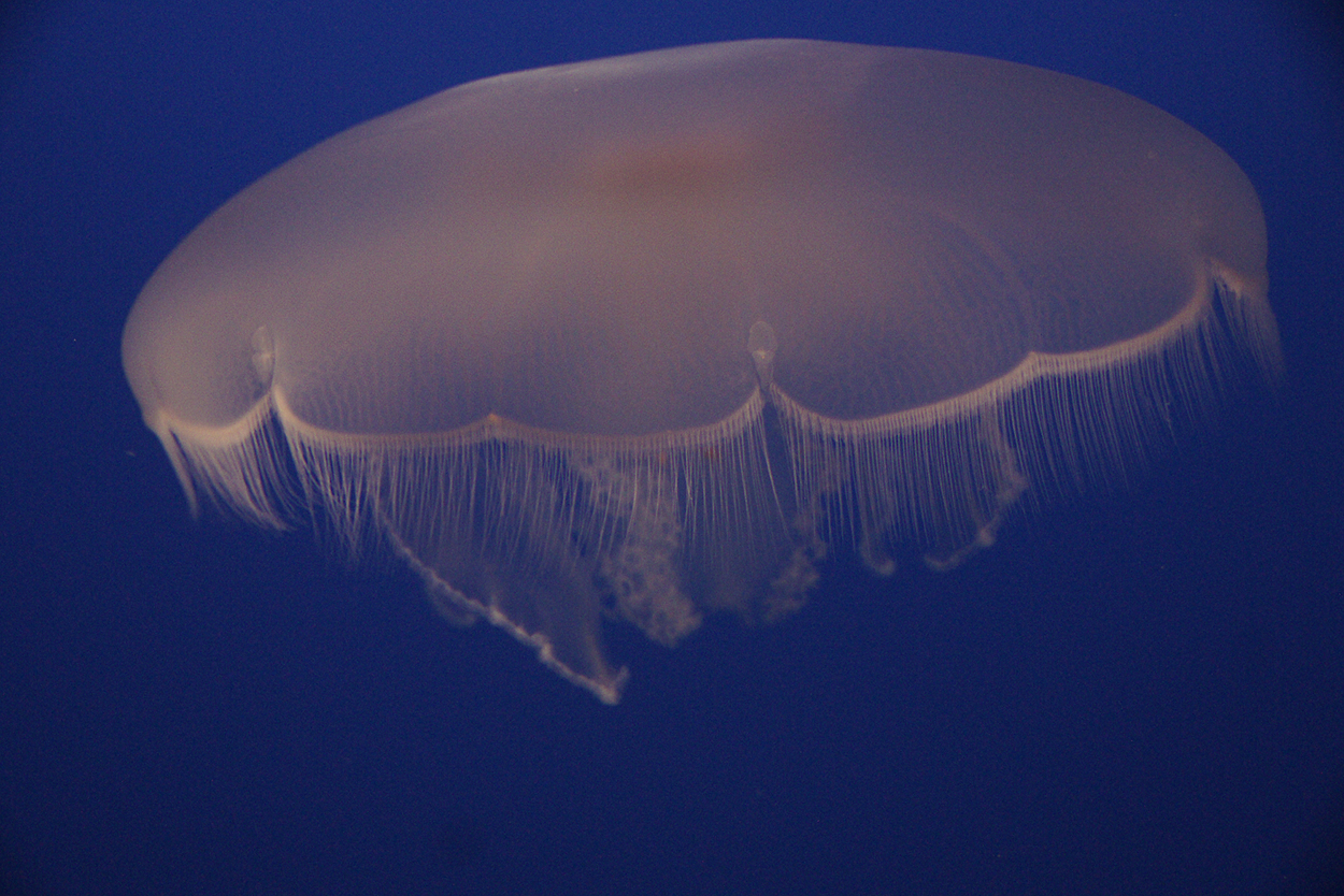 Begegnung mit dem Jelly fish im Aquarium Bay in Monterey