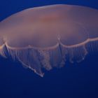 Begegnung mit dem Jelly fish im Aquarium Bay in Monterey