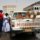 Begegnung mit dem „Kamel Mitsubishi“ an der Oman Tankstelle