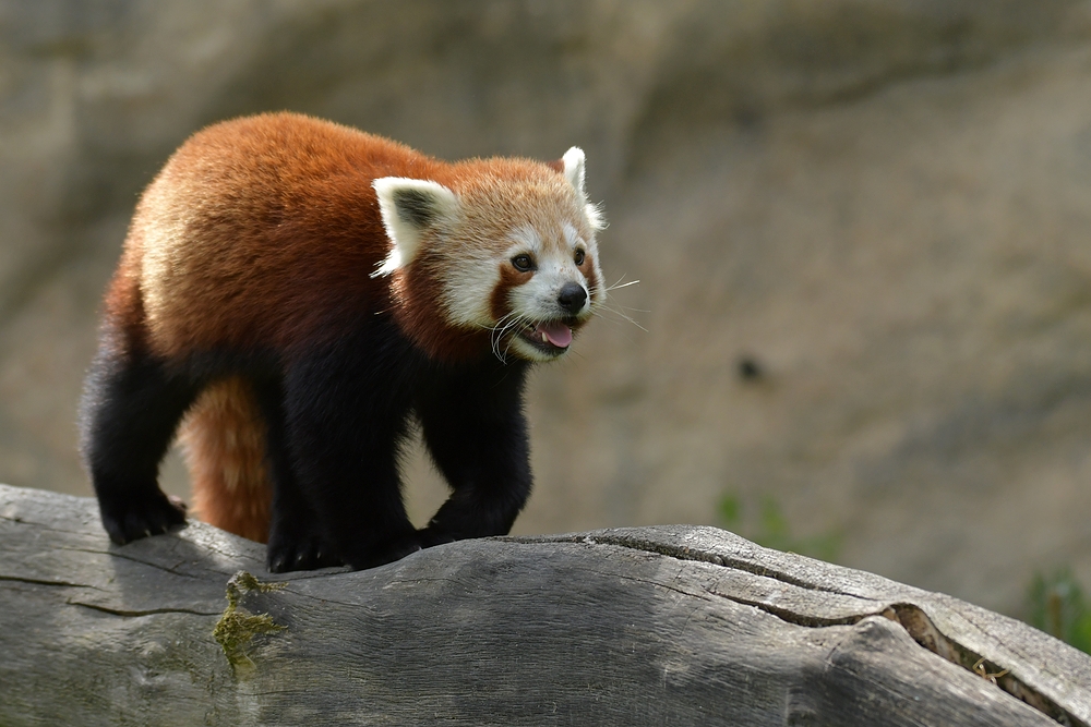 Begegnung mit dem Kleinen Panda 01