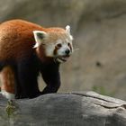 Begegnung mit dem Kleinen Panda 01