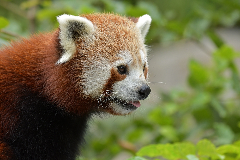 Begegnung mit dem Kleinen Panda 02