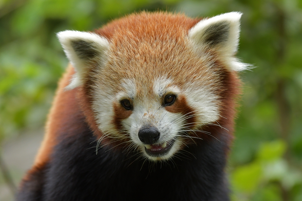 Begegnung mit dem Kleinen Panda 04