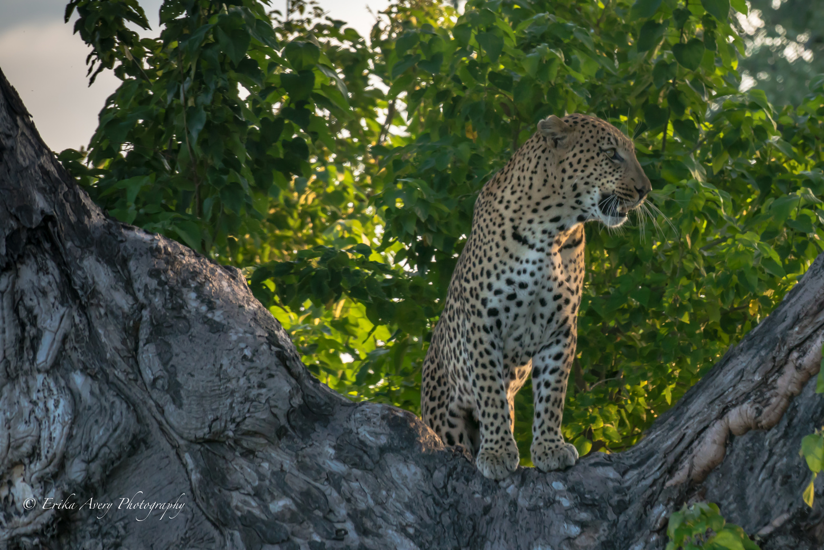 Begegnung mit dem Leopard