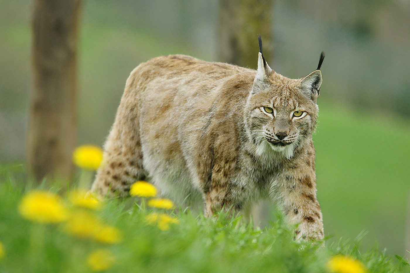 Begegnung mit dem Luchs