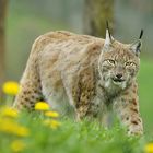 Begegnung mit dem Luchs