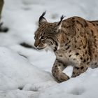 Begegnung mit dem Luchs