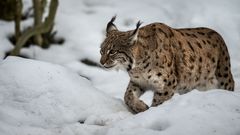 Begegnung mit dem Luchs