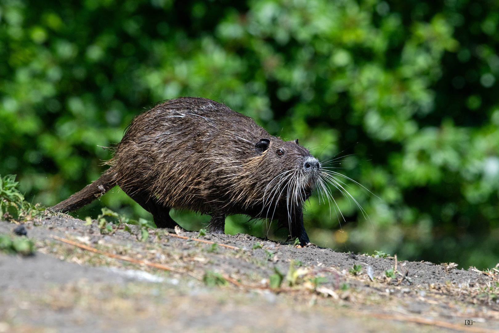 Begegnung mit dem Nutria