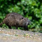 Begegnung mit dem Nutria