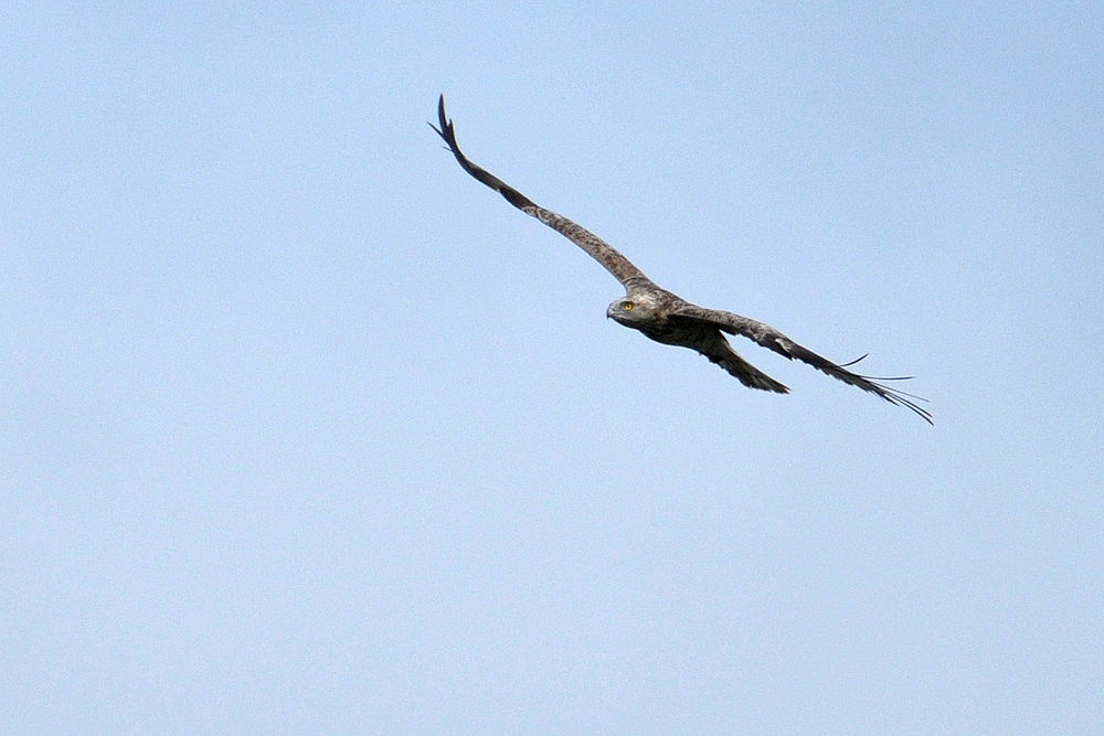 Begegnung mit dem Schlangenadler 01