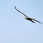 Begegnung mit dem Schlangenadler 01