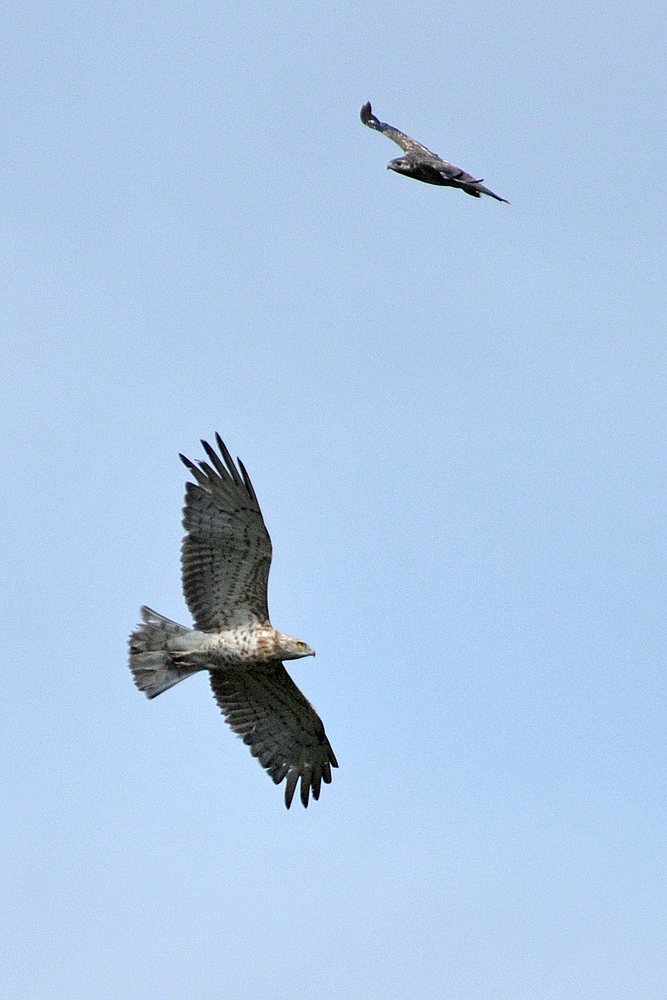 Begegnung mit dem Schlangenadler 03