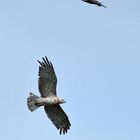 Begegnung mit dem Schlangenadler 03