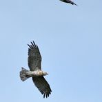 Begegnung mit dem Schlangenadler 03