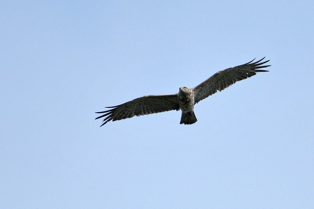 Begegnung mit dem Schlangenadler 04