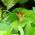 Begegnung mit dem Schmetterling