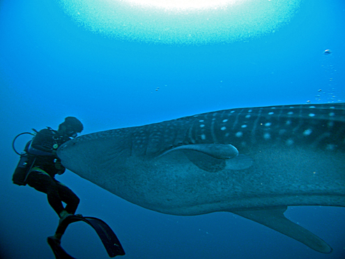 Begegnung mit dem Walhai