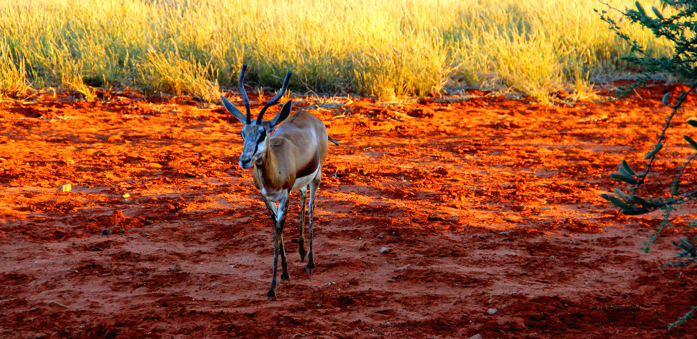 Begegnung mit dem Wildlife in der Kalahari