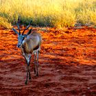 Begegnung mit dem Wildlife in der Kalahari