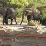 Begegnung mit den aggressiven Wüstenelefanten