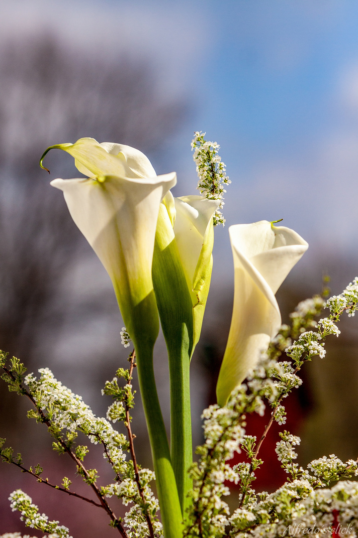 Begegnung mit den Callas*