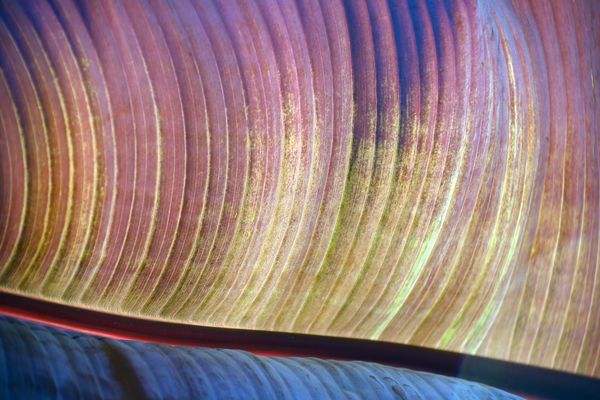 Begegnung mit den Farben der Natur -1-