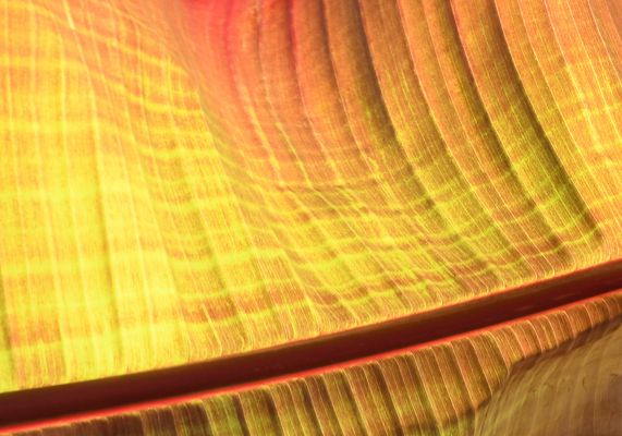 Begegnung mit den Farben der Natur -2-