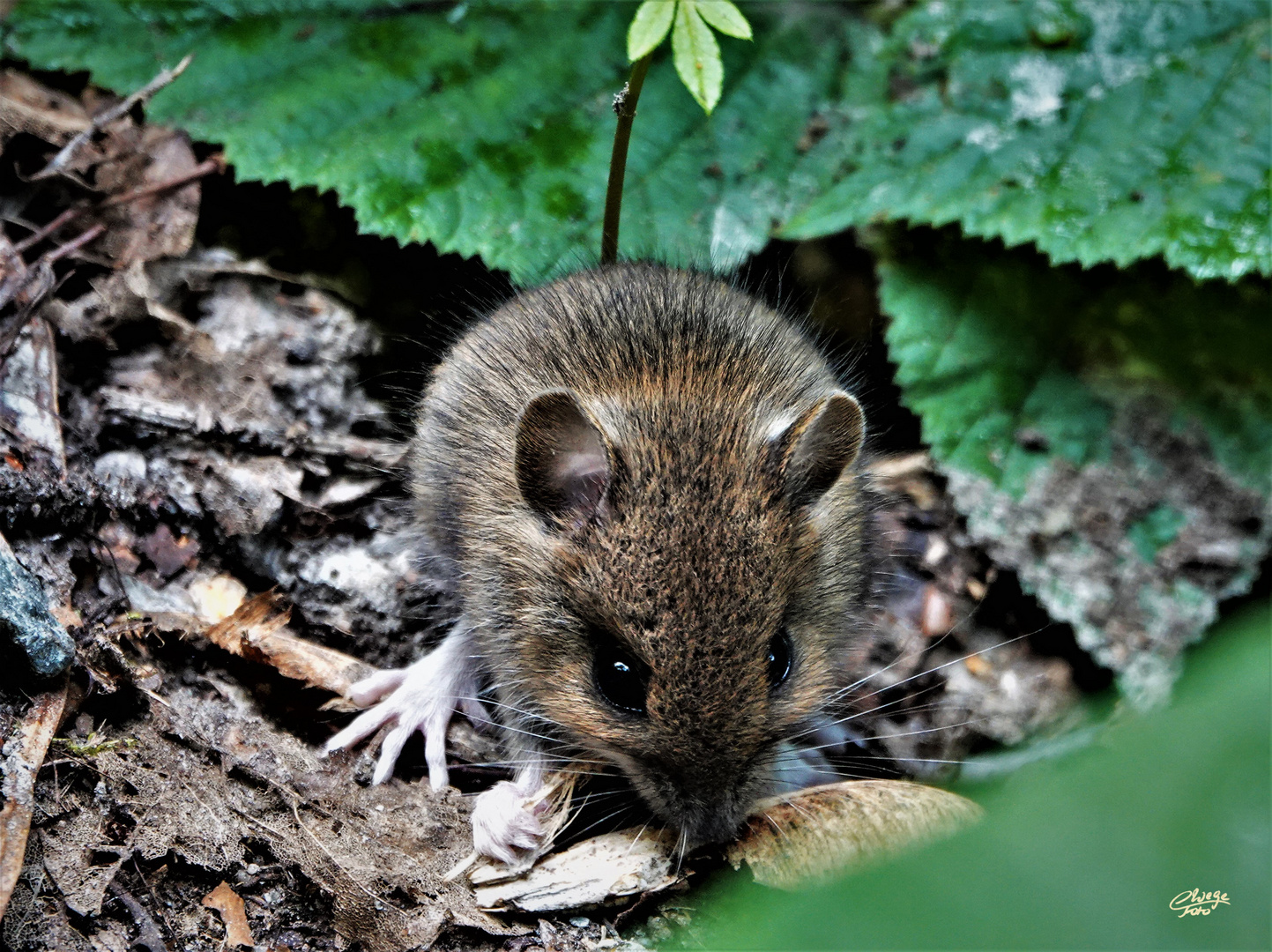 Begegnung mit der Maus