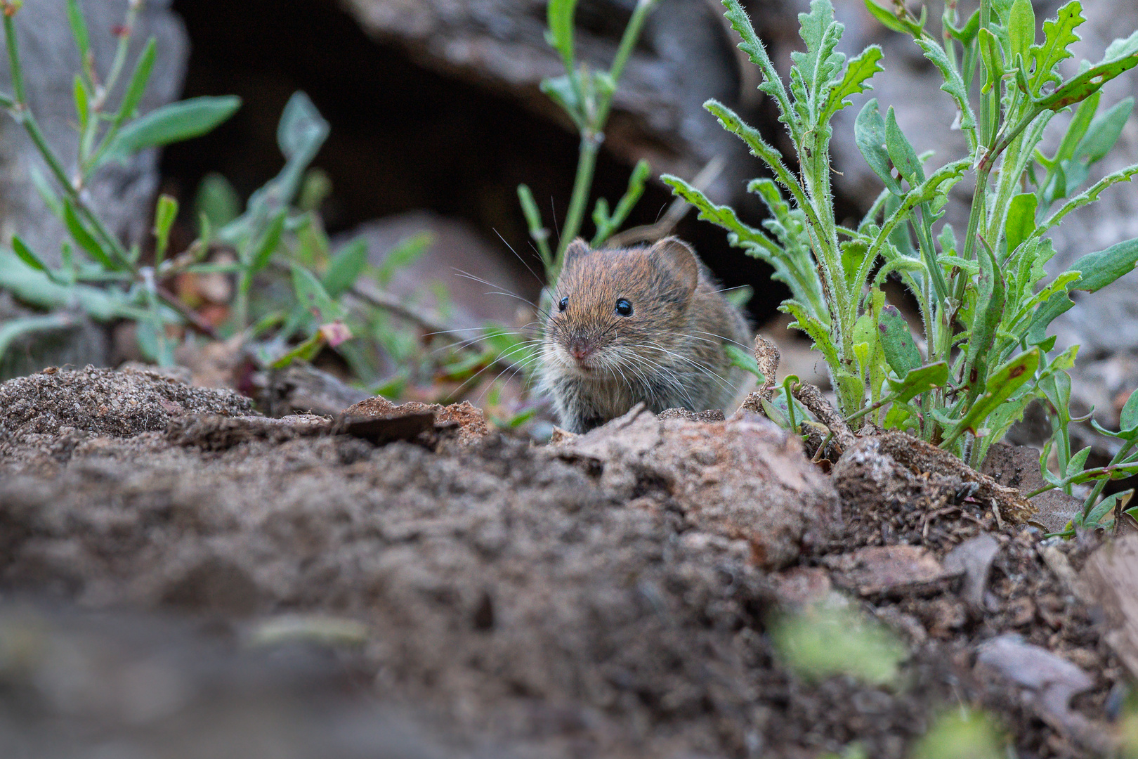 Begegnung mit der Maus