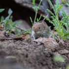 Begegnung mit der Maus