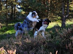 Begegnung mit einem Border Collie