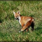 Begegnung mit einem entzückenden Fuchs