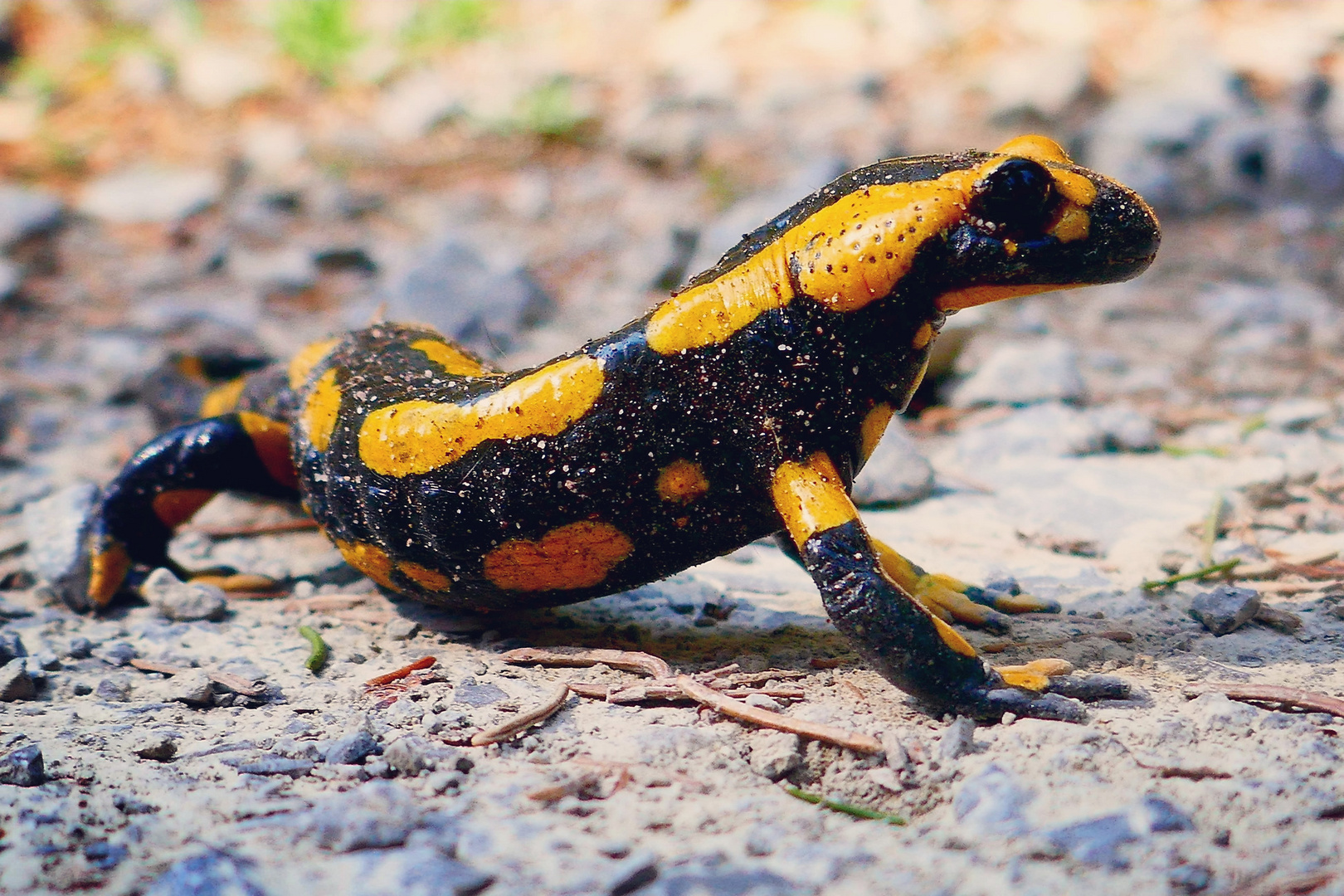 Begegnung mit einem Feuersalamander