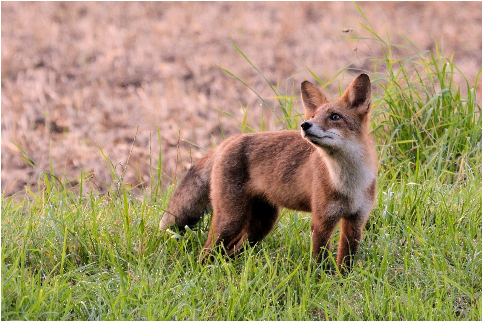 Begegnung mit einem Fuchs