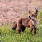 Begegnung mit einem Fuchs