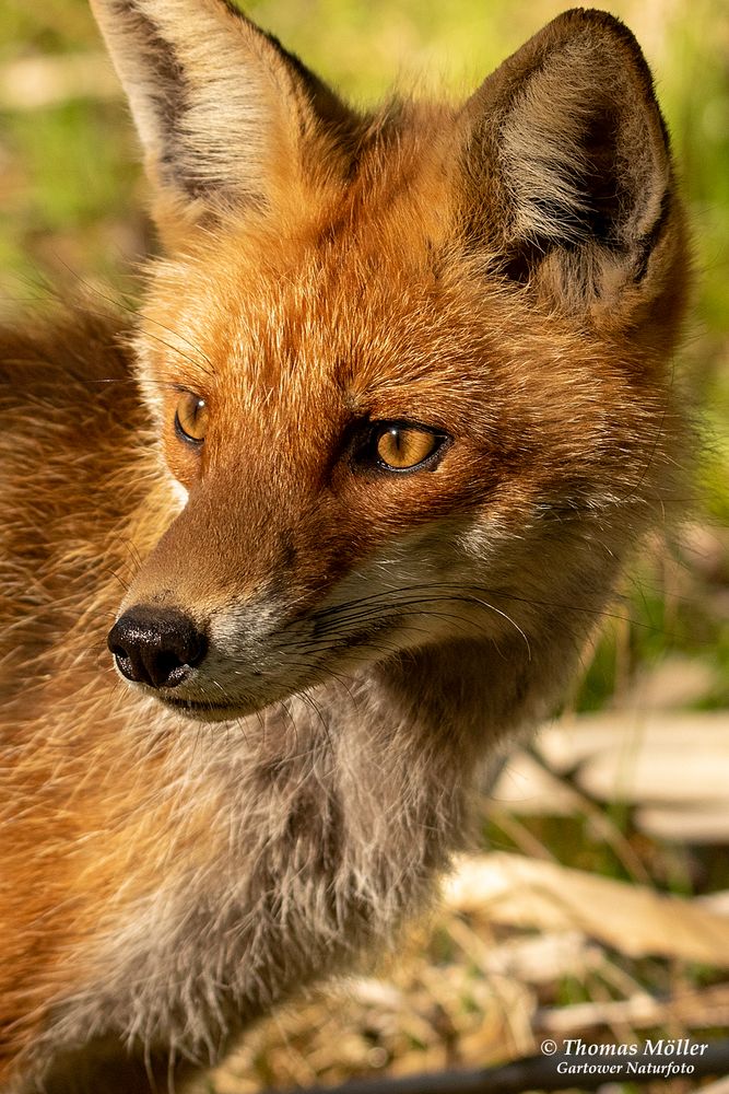 Begegnung mit einem Fuchs