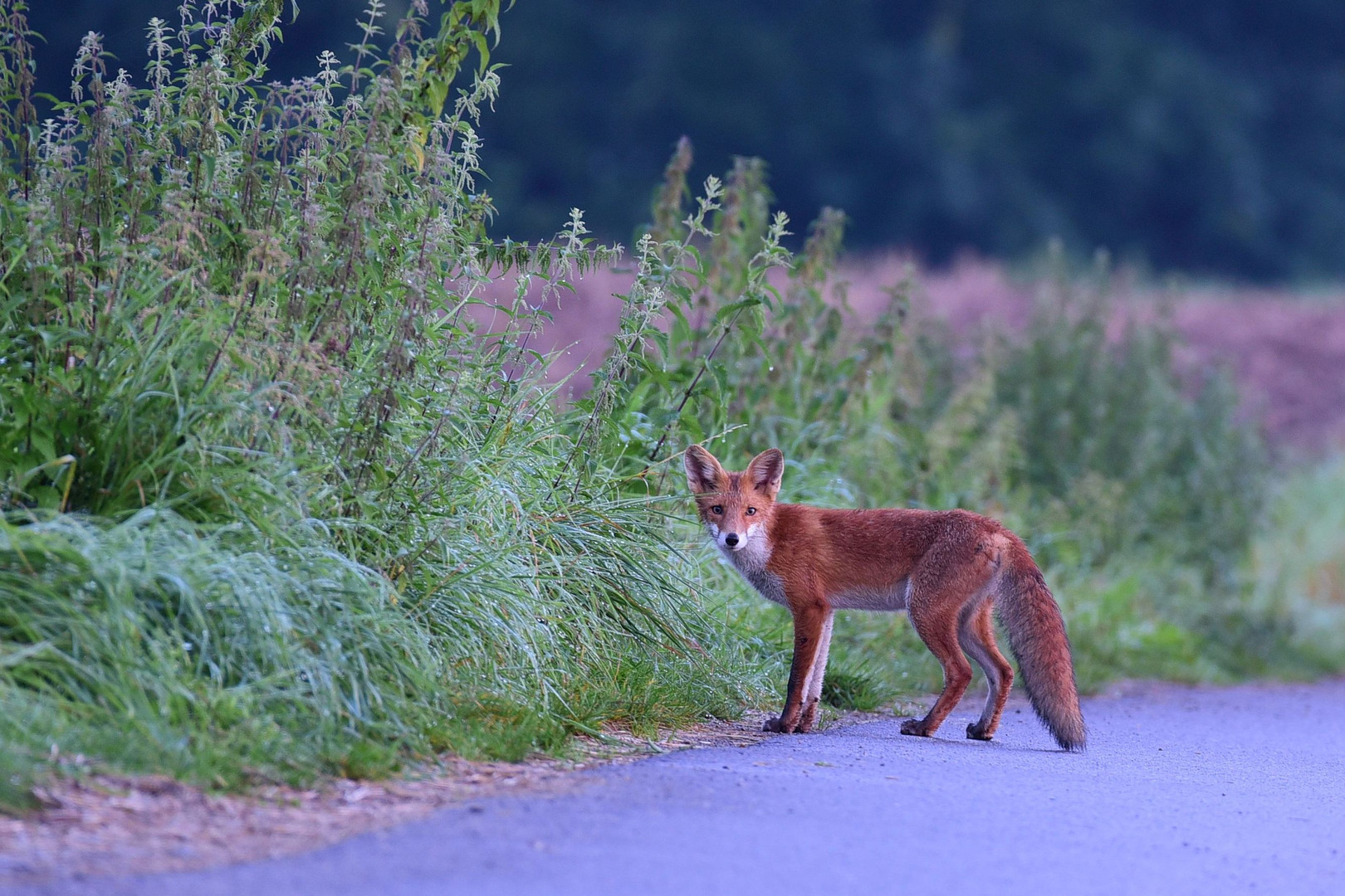 Begegnung mit einem Fuchs